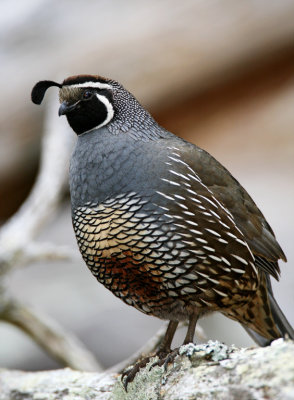 New World Quail