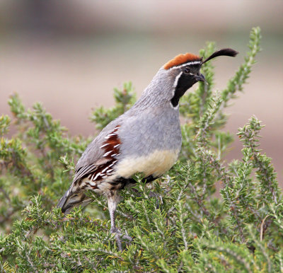 Gambel's Quail - male_2034.jpg