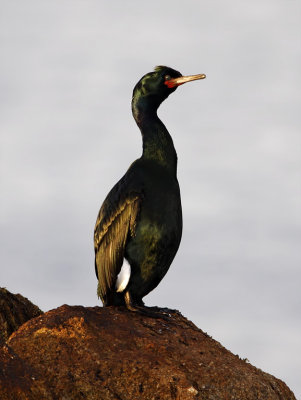 Pelagic Cormorant - breeding_3528.jpg