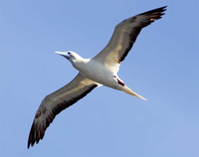Red-footed Booby - adult_0132.jpg