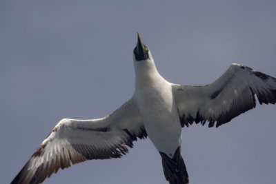 Masked Booby -  adult_4141.jpg