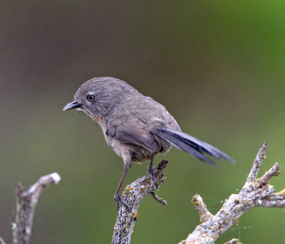 Wrentit_1037.jpg