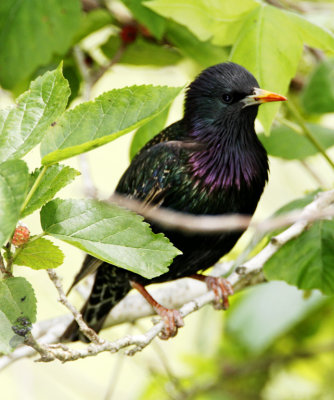 Common Starling - breeding_7549.jpg