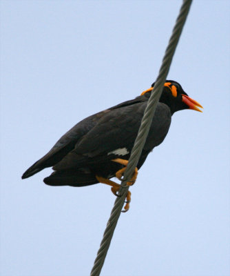 Hill Myna_2148.jpg