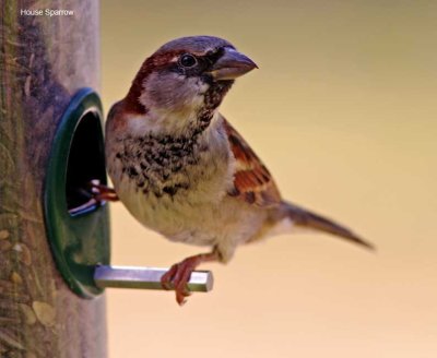 House Sparrow - male_0333.jpg