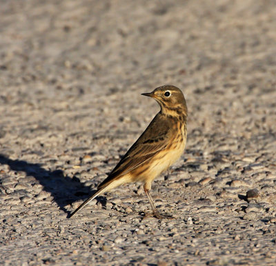 American Pipit - breeding_9525.jpg