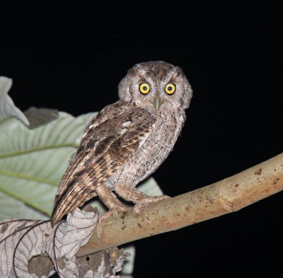 Pacific Screech-Owl_7332.jpg