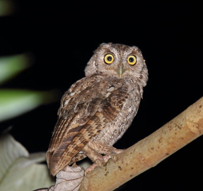 Pacific Screech-Owl_7360.jpg