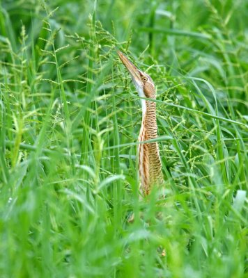 Pinnated Bittern_7562.jpg