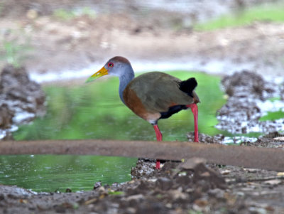 Russet-naped Wood-Rail_7671.jpg