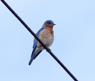 Eastern Bluebird - male_7983.jpg