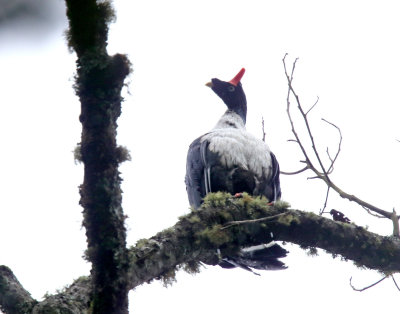 Guatemala