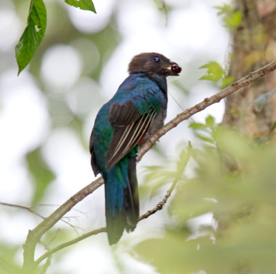 Resplendant Quetzal - female_8037.jpg