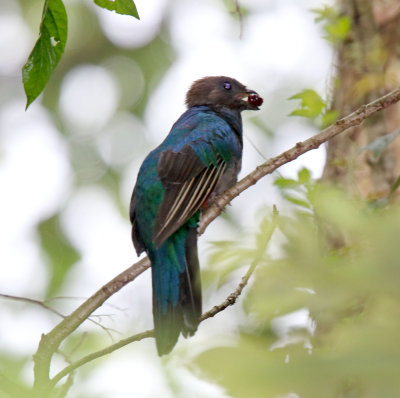 Resplendant Quetzal - female_8037.jpg