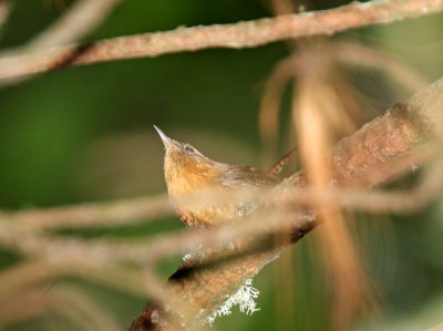 Rufous-browed Wren_8211.jpg