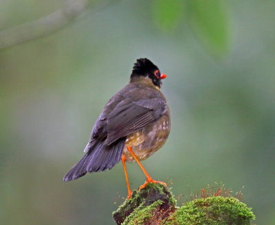 Gould's Nightingale-Thrush_8094.jpg