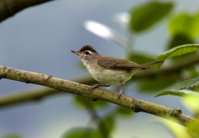 Brown-capped Vireo_8619.jpg