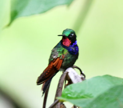 Garnet-throated Hummingbird - male_8441.jpg