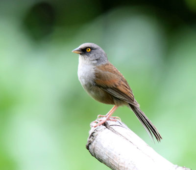 Yellow-eyed Junco_8523.jpg