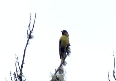 Black-capped Siskin - male_9157.jpg