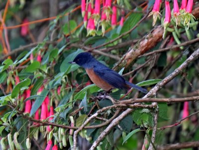 Cinnamon-bellied Flowerpiercer - male_9086.jpg