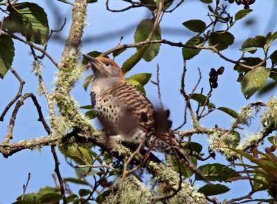 Northern Flicker- female_9012.jpg