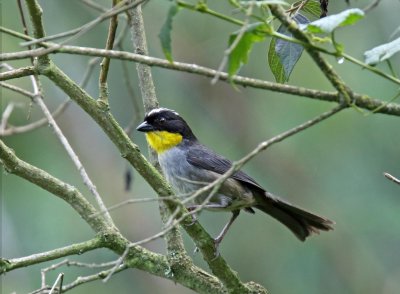 White-naped Brush-Finch_9046.jpg