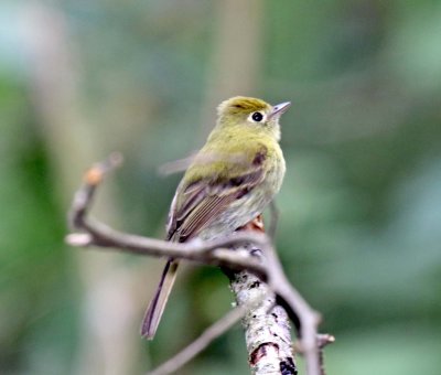 Yellowish Flycatcher_9076.jpg