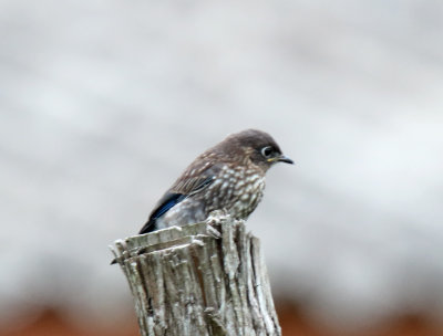 Eastern Bluebird - juvenile_9941.jpg