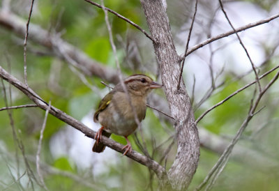 Olive Sparrow_9873.jpg
