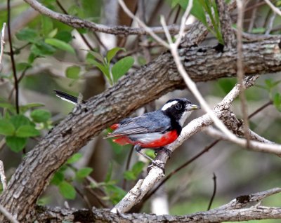 Red-breasted Chat_9662.jpg
