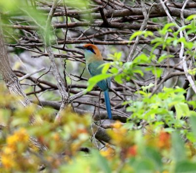 Russet-crowned Motmot_9843.jpg