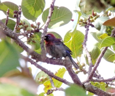 Varied Bunting - male_9560.jpg