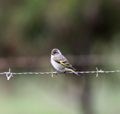Pine Siskin - female_0008.jpg