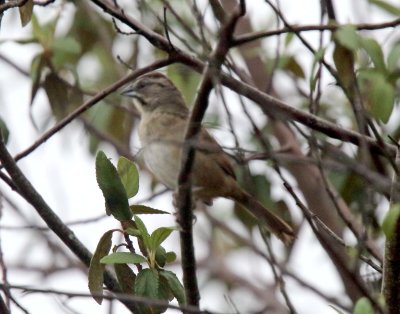 Rusty Sparrow_9991.jpg