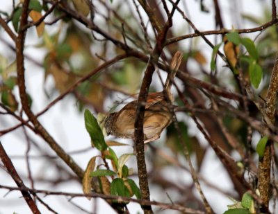 Rusty Sparrow_9992.jpg