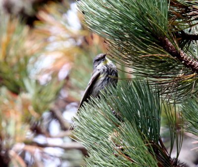 Goldmans Warbler - female_0279.jpg
