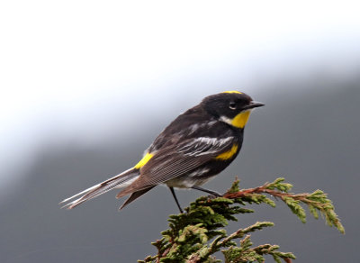 Goldman's Warbler - male_0123.jpg