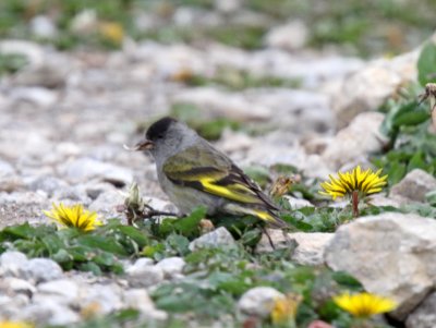 Pine Siskin - male_0312.jpg