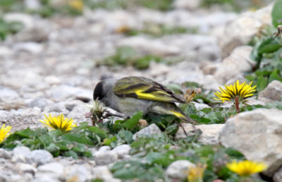Pine Siskin - male_0321.jpg