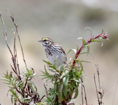 Savannah Sparrow_0294.jpg