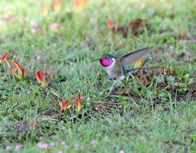 Broad-tailed Hummingbird - male_0639.jpg