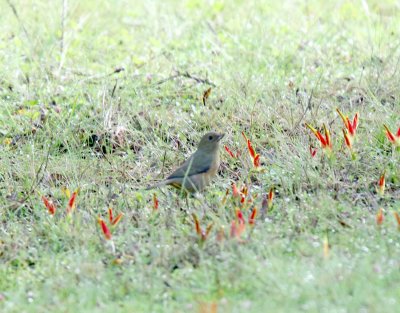 Cinnamon-bellied Flowerpiercer - female_0676.jpg