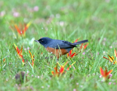 Cinnamon-bellied Flowerpiercer - male_0402.jpg