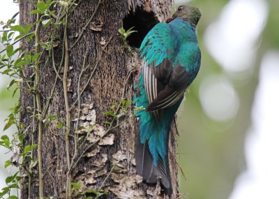 Resplendant Quetzal - female at nest hole_8041.jpg