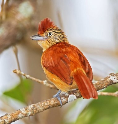 Barred Antshrike - female_9719.jpg