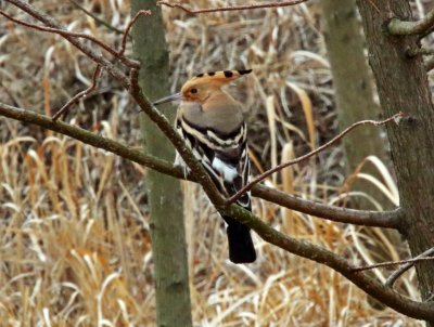 #51 Eurasian Hoopoe_1524.jpg