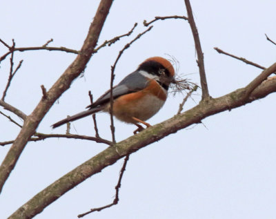 Bushtits