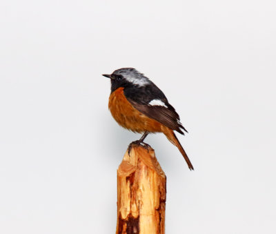 Daurian Redstart - male_0379.jpg