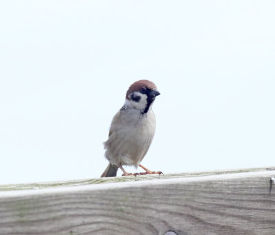 Eurasian Tree Sparrow_1209.jpg